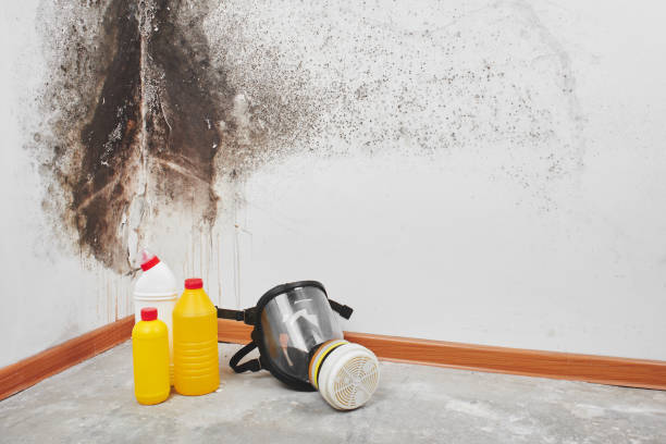 Best Mold Remediation Experts  in Sand Lake, MI