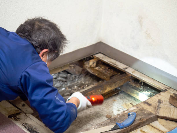 Best Mold Removal Specialists  in Sand Lake, MI