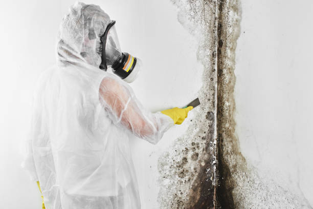 Best Attic Mold Removal  in Sand Lake, MI