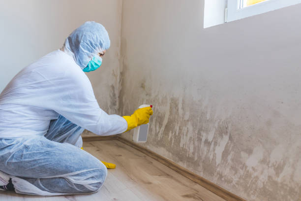 Best Attic Mold Removal  in Sand Lake, MI