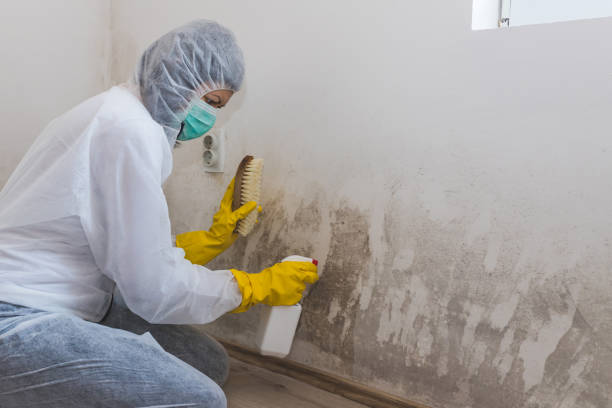 Best Commercial Mold Removal  in Sand Lake, MI