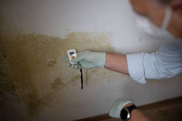 Best Office Mold Removal Services  in Sand Lake, MI