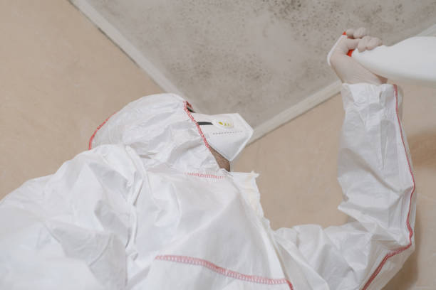 Sand Lake, MI Mold Removal Company