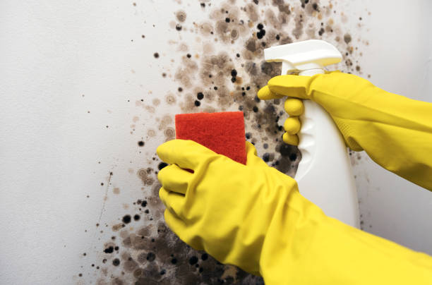 Best Mold Remediation  in Sand Lake, MI