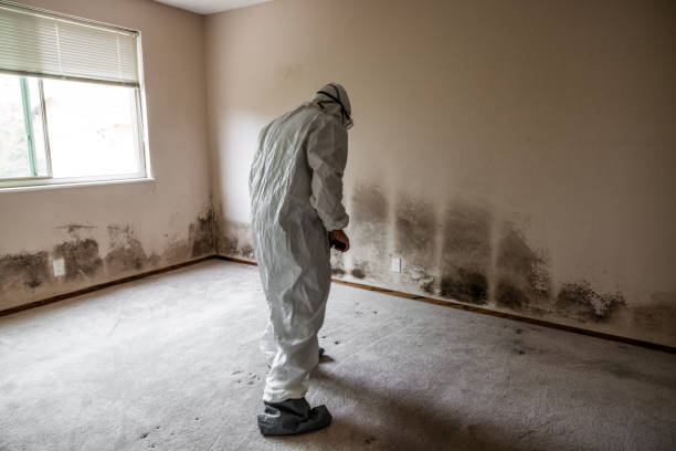 Attic Mold Removal in Sand Lake, MI