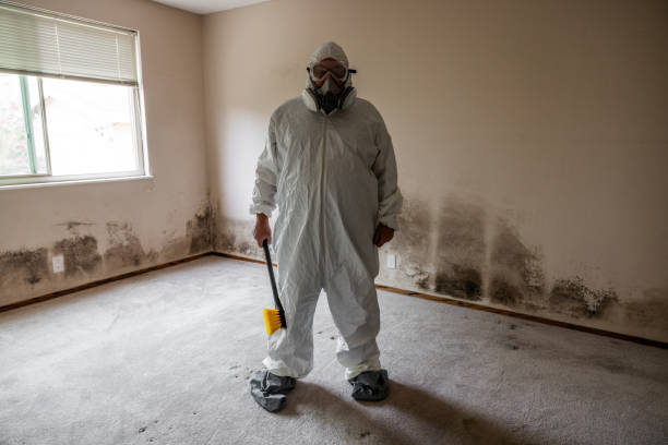 Best Attic Mold Removal  in Sand Lake, MI