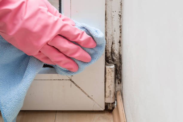 Best Mold Damage Repair  in Sand Lake, MI