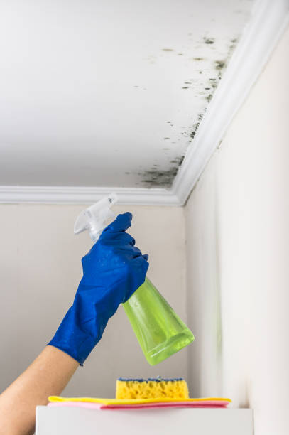 Best Certified Mold Removal  in Sand Lake, MI